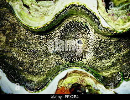 Cela montre les tissus d'un bénitier (Tridacna gigas). Les individus peuvent atteindre un mètre de longueur, pèse 200 kilos et vivre pendant 100 ans. La substitution et beaux modèles dans le manteau du mollusque sont formés par des colonies de multi-couleur de dinoflagellés monocellulaires algues symbiotiques. En échange d'un endroit sûr où vivre, les algues fournissent la palourde avec des sucres par la photosynthèse. Malheureusement, les bénitiers se font rares, en raison des effets du réchauffement climatique et de la pollution - et parce que leur viande est très recherché par les humains. La Liste rouge de l'UICN, déclare qu'il est vulnérable. La Mer Rouge égyptienne Banque D'Images
