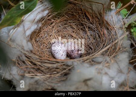 Couple d'oeufs de Pâques en pointillés noirs dans le nid d'oiseaux Banque D'Images