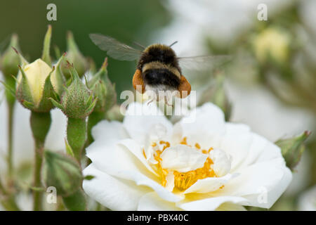 White-tailed bumblebee, Bombus lucorum, travailleur au décollage à pleine charge après la collecte du pollen d'une fleur rose whjite, juin Banque D'Images