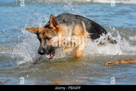 Berger Allemand courir et sauter dans l'eau avec beaucoup d'éclaboussures, à jouer avec la bouche ouverte dans le Rhin sur une chaude journée d'été Allemagne Banque D'Images