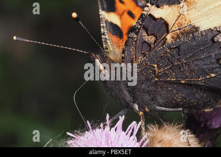 Petit papillon écaille (Aglais urticae) Vue rapprochée de la tête et des détails de l'aile. Tipperary, Irlande Banque D'Images