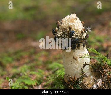 Phalle impudique commun champignons (Phallus impudicus) couverts de mouches sur le plancher. Tipperary, Irlande Banque D'Images