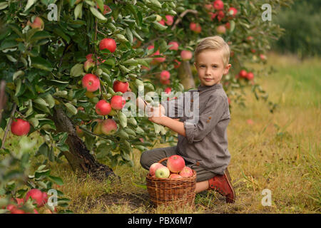 Peu, vieux de cinq ans, garçon d'aider par la collecte et la récolte des pommes du pommier, temps d'automne. La cueillette des pommes à la ferme à l'automne. Banque D'Images