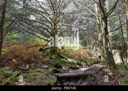 Un magnifique sentier de randonnée de haute altitude, par l'intermédiaire de type alpin forest high Mount Mitchell State Park en Caroline du Nord, Le sentier serpente à travers thic Banque D'Images