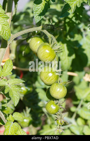 Le mûrissement des tomates cerises vertes dans un verger en été Banque D'Images