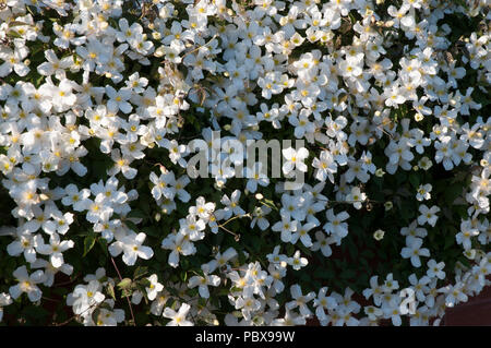 Clematis montana en vue rapprochée montrant beaucoup de fleurs blanches au printemps. Banque D'Images