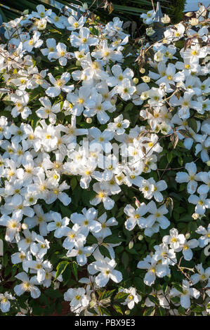 Clematis montana en vue rapprochée montrant beaucoup de fleurs blanches au printemps. Banque D'Images