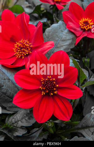 Dahlia 'Wink' fleurs rouge vif avec des feuilles très sombre.Idéal pour la literie ou de plantes en pot. Banque D'Images
