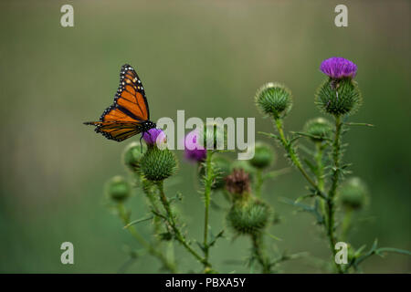 États-unis : 2018 : Le papillon monarque ou simplement monarque (Danaus plexippus) est un papillon de l'asclépiade (sous-famille des Danainae) dans la famille Nymphalidae Banque D'Images