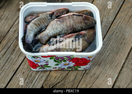 Sur la table dans un récipient en plastique nettoyé et lavé les poissons de rivière, préparé pour la préparation de la soupe de poisson. Banque D'Images