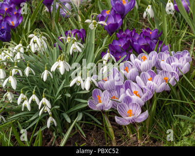 Crocus et perce-neige des fleurs au printemps, England, UK Banque D'Images