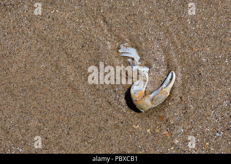 Les vestiges d'un crabe sont échoués sur le sable fin de la baie nord de Scarborough shore wit beaucoup autour de sable, North Yorkshire, England, UK Banque D'Images