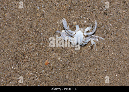 Les vestiges d'un crabe sont échoués sur le sable fin de la baie nord de Scarborough shore wit beaucoup autour de sable, North Yorkshire, England, UK Banque D'Images