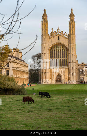 King's College Chapel vu de dos rois Cambridge en Angleterre UK Banque D'Images