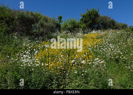 Masse jaune de molène thapsus est entouré par la marguerite comme des fleurs de Marguerites dans un champ vert avec ciel bleu en haut près de Yorkshire Coast Banque D'Images