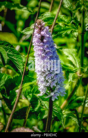 Close up photos de la commune contre l'orchidée sauvage un riche fond vert de feuilles et Banque D'Images