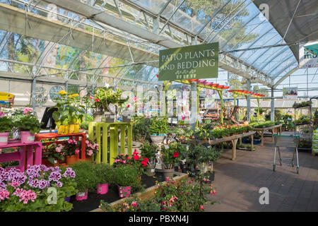 Plantes et fleurs à vendre sur l'affichage à l'intérieur dans un centre jardin, Angleterre, Royaume-Uni, Europe Banque D'Images