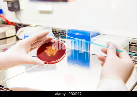 Symbole de danger biologique dans la boîte de pétri dans les mains du chercheur laboratoire intérieur Banque D'Images