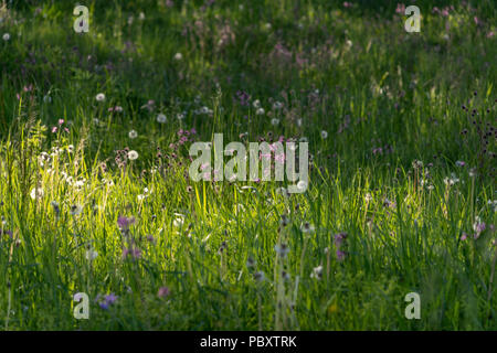 Belle pelouse verte avec pluie fraîchement tondu la rosée sur l'herbe et de fleurs Banque D'Images