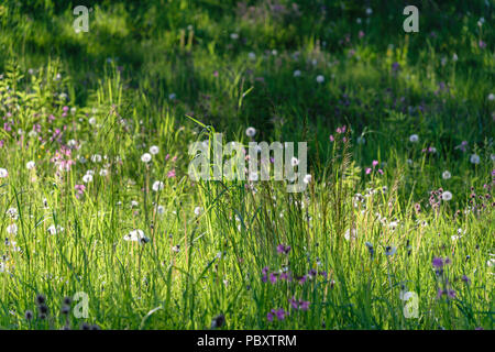 Belle pelouse verte avec pluie fraîchement tondu la rosée sur l'herbe et de fleurs Banque D'Images