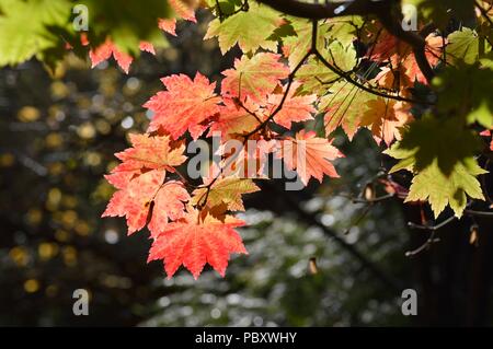 Acer japonicum vitifolium Banque D'Images