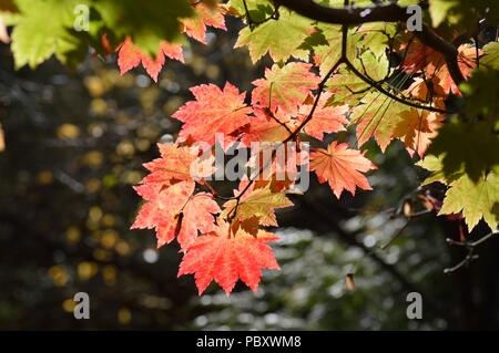 Acer japonicum vitifolium Banque D'Images