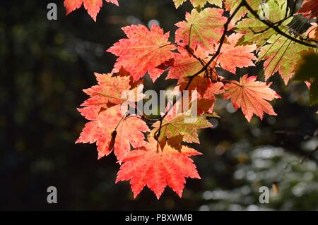 Acer japonicum vitifolium Banque D'Images