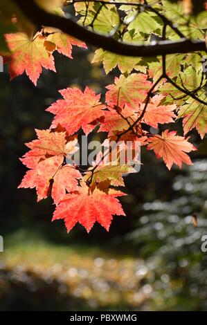 Acer japonicum vitifolium Banque D'Images