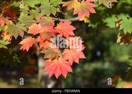 Acer japonicum vitifolium Banque D'Images