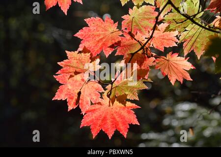 Acer japonicum vitifolium Banque D'Images