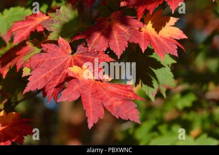 Acer japonicum vitifolium Banque D'Images