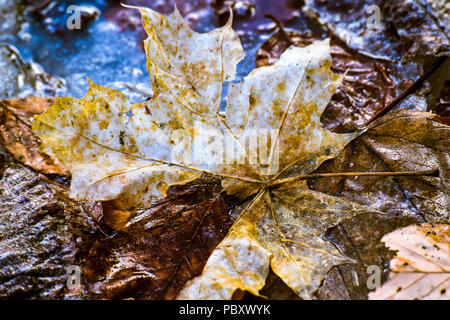 La couleur des feuilles d'automne est un phénomène qui touche les feuilles vertes normalement pendant quelques semaines à l'automne, les différents tons de rouge, jaune... Banque D'Images