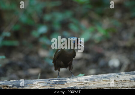 Racket-tailed Treepie ( Crypsirina temia ) l'article sur l'arbre dans la nature Banque D'Images