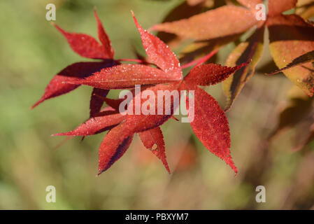 Acer palmatum korean Gem Banque D'Images