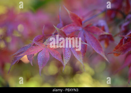 Acer palmatum korean Gem Banque D'Images