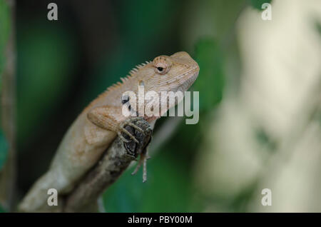 Oriental Garden Lizard assis sur l'écorce des arbres (Calotes versicolor) Banque D'Images