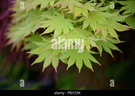 Acer shirasawanum Autumn Moon Banque D'Images