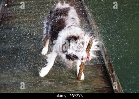 Chien mouillé secouant avec Stick on Dock Banque D'Images