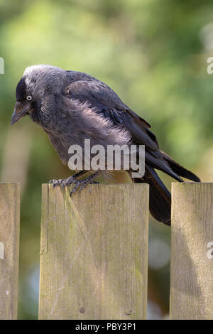 Western Jackdaw de jeunes famille assis sur clôture en bois close up Banque D'Images