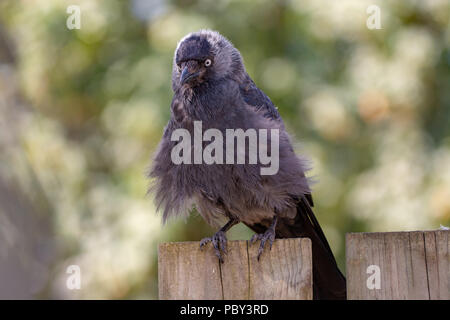 Western Jackdaw de jeunes famille assis sur clôture en bois close up Banque D'Images