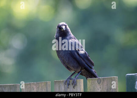 Western Jackdaw adultes de crow family sitting on wooden fence close up Banque D'Images