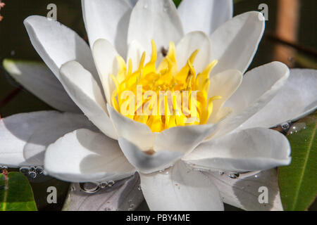 Belle fleur de lotus, Nymphaea alba blanc ou de l'eau lily parmi les feuilles vertes avec le pollen jaune et peu de fleurs roses sur le fond, macro Banque D'Images