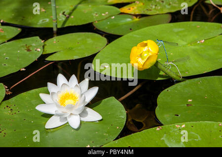 Belle fleur de lotus blanc brillant, Nymphaea alba ou water lily parmi les feuilles vertes avec le pollen jaune et les libellules faire l'amour sur une fleur jaune Banque D'Images