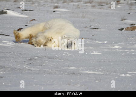 L'ours blanc, Ursus maritimus, roulant autour de la neige sur une journée ensoleillée, près des rives de la Baie d'Hudson, à Churchill, Manitoba, Canada Banque D'Images