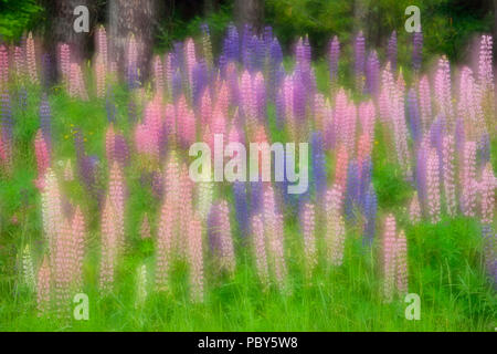 Lupins par le côté de la route, forêt nationale de Chequamegon, Hwy 77, Wisconsin, États-Unis Banque D'Images