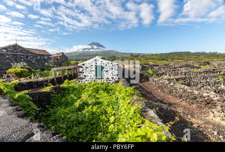 Maison rurale typique avec des pierres volcaniques et silhouette du mont Pico, donnant sur le haies divisant les vignobles de l'île de Pico, Açores Banque D'Images