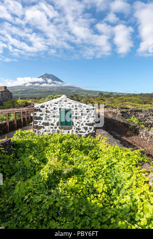 Maison rurale typique avec des pierres volcaniques et silhouette du mont Pico, donnant sur le haies divisant les vignobles de l'île de Pico, Açores Banque D'Images