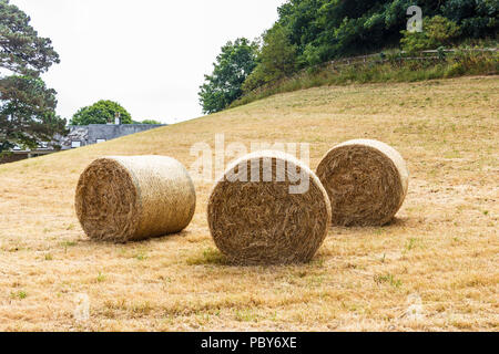 Trois balles cylindriques de foin dans un champ Banque D'Images