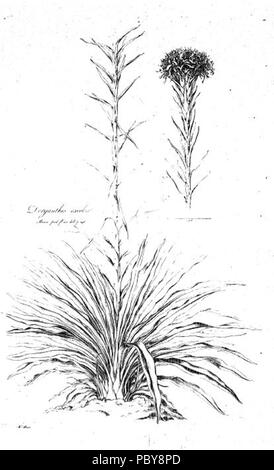 169 Doryanthes excelsa (Illustrationes Florae Novae Hollandiae planche 12) Banque D'Images