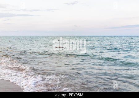 Vagues se briser sur la rive en gros plan de Sunny Isles Beach, North Miami, Floride, lors de soirée coucher du soleil avec de l'eau colorées, du sable mouillé, pelican bird flying Banque D'Images